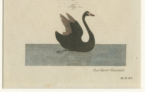 Antique Greater Rhea & Black Swan Engraving, Bertuch, 1798, close-up 2