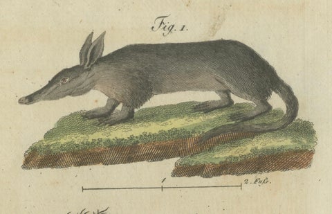 Intriguing 1805 Hand-Colored Engraving of Unique Mammals and Skeleton, close-up 2