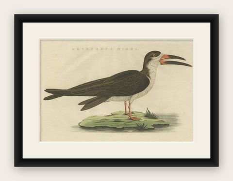 Antique Bird Print of the Black Skimmer by Sepp & Nozeman, 1829, shown framed