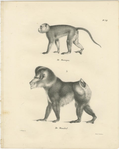 Macaque, Mandrill & Dikbuik Monkeys, Lithographs by C.C. Last, 1836, view 2