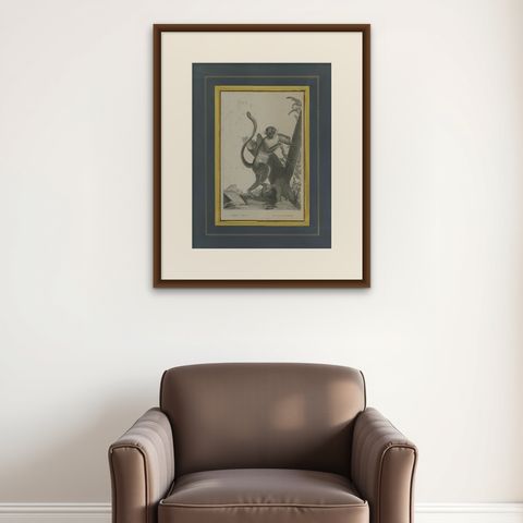 Antique Print of the Green Monkey by Miger, 'c.1808', shown framed on a wall