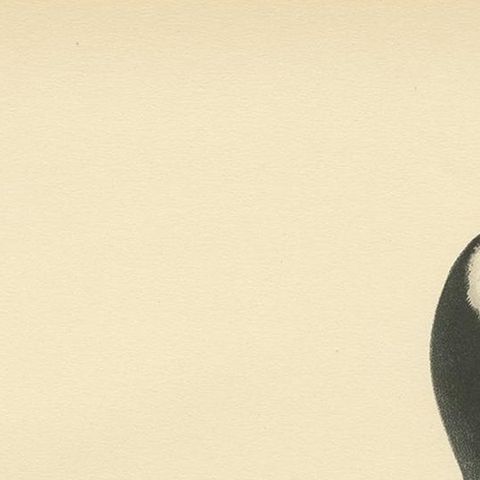 Antique Bird Print of the Barnacle Goose by Von Wright '1929', close-up 1
