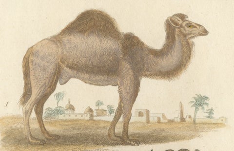 Buffon Dromedary Camel, Buffalo & Bison Hand-Colored Engraving, c.1835, close-up 5