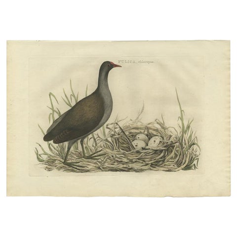 Antique Bird Print of the Common Moorhen by Sepp & Nozeman, 1770