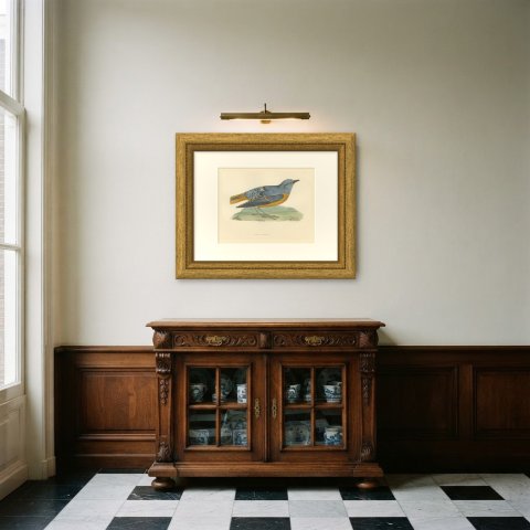 Rock Thrush on a Grassy Mound, Hand Colored Bird Print, Morris, 1896, shown framed in a room