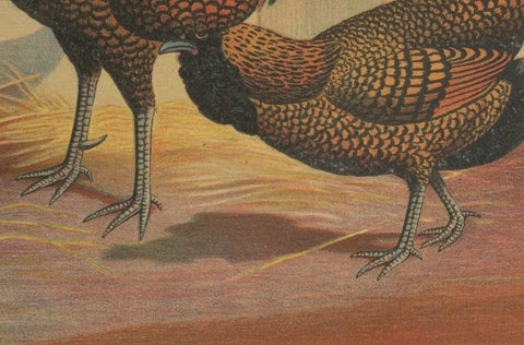 The Magnificent Golden Polish Chicken - A Rare 19th Century Poultry Lithograph, close-up 1