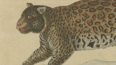 Antique Jaguar & Jaguarundi Engraving, Bertuch, 1813, close-up 2