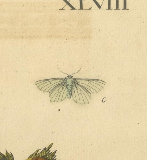 English Moths on Hazel Branch with Nuts, Antique Insect Engraving, Albin 1720, view 4