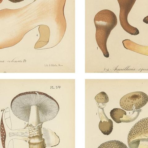Set of 8 Antique Mycology Prints of Various Fungi by Barla, circa 1890, close-up 2