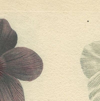 Antique Botanical Engraving of Tree Mallow Flowers, Weinmann, 1737, close-up 5