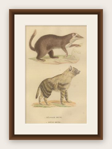Contrasts in Mammalia: The Brown-Tailed Mongoose and the Brown Hyena, 1845, shown framed