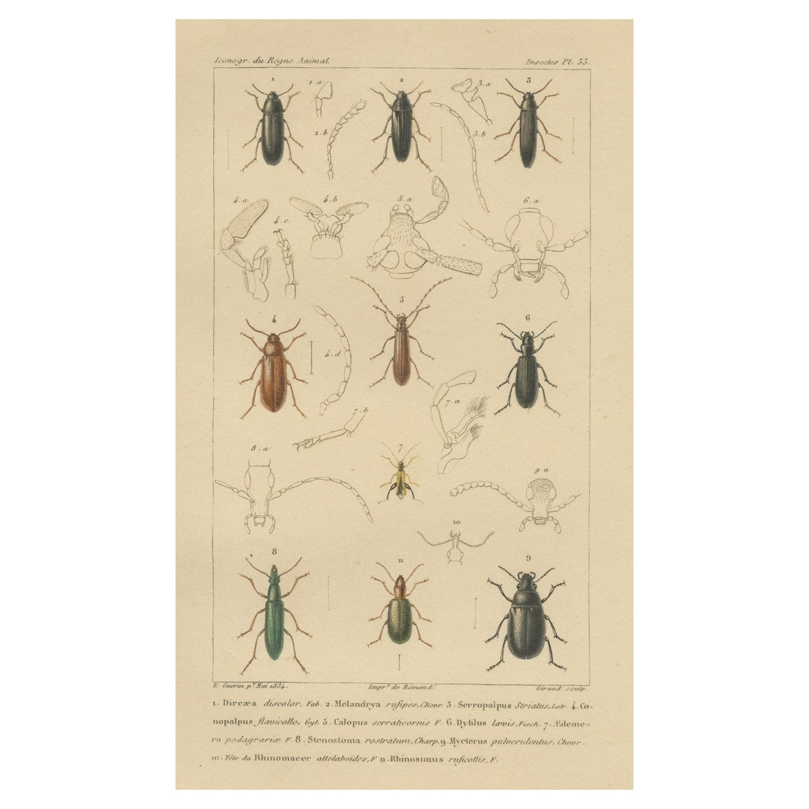 Original Antique Print of Various Beetles and Other Insects, 1834