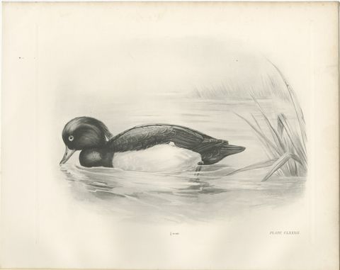 Tufted Duck, Antique Bird Print after Lilian Medland, circa 1909, view 2