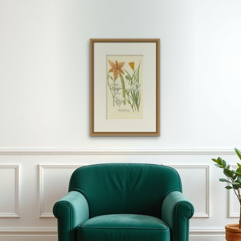 Hand-colored Mezzotint Engraving of a Lily from Johann Weinmann's Work, 1748, shown framed on a wall