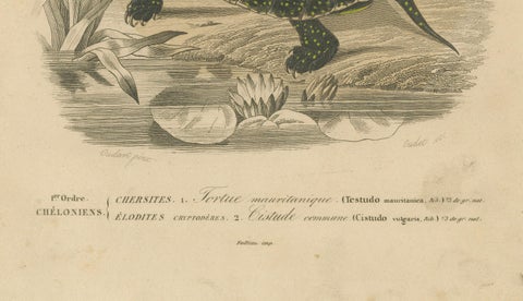 Turtle Print of Moorish Tortoise and European Pond Turtle, c.1850, Orbigny, close-up 1