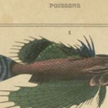 Antique Print of the Tubfish and other Fish species, 1844, close-up 1