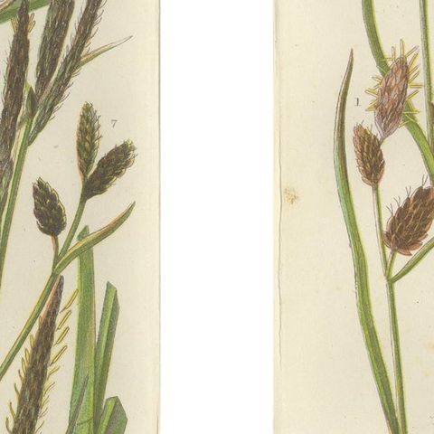 Hard Fern and Common Brake Fern Prints, Hand-Colored Botanical Engravings, 1873, close-up 2