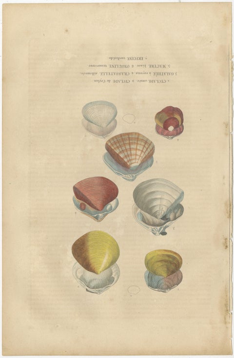 Illustrated Bivalve Shells from 'Dictionnaire Classique des Sciences Naturelles', view 3