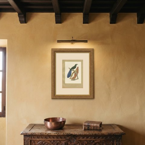 Long-Tailed Cuckoos, Brazilian Bird Print, Descourtilz, 1944, shown framed on a wall