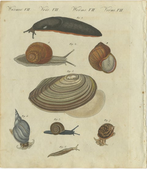 Exquisite 1805 Hand-Colored Engraving of Mollusks and Slugs from Bertuch’s Work, view 2