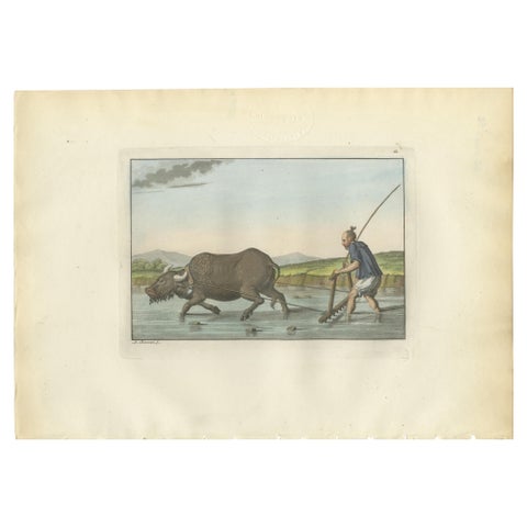 Chinese Farmer with Water Buffalo, Agricultural Scene, Ferrario Print of 1815