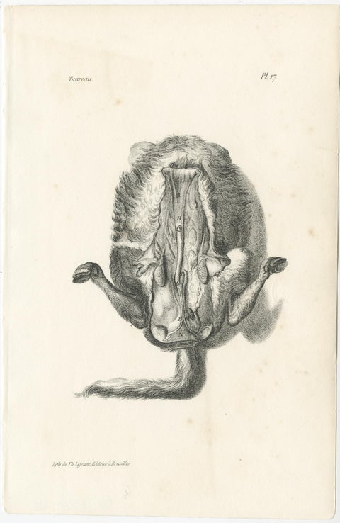 19th Century Animal Anatomy Prints by Lejeune, circa 1840, view 3