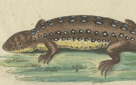 Antique Handcolored Engraving of Lizards and Newts, c.1800, close-up 2
