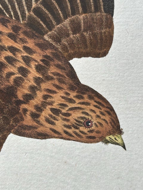 Twite, Fringilla Flavirostris, Antique Hand-Coloured Bird Print, 1809, view 5