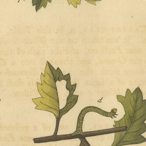 English Moths on Hawthorn Branch, Early 18th-Century Hand-Colored Print, close-up 2