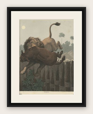 Antique Print of a Lion Attack published circa 1865, shown framed