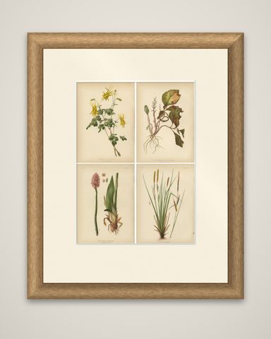 Native US Flora - Four Original Botanical Chromolithograps, 1879, shown framed