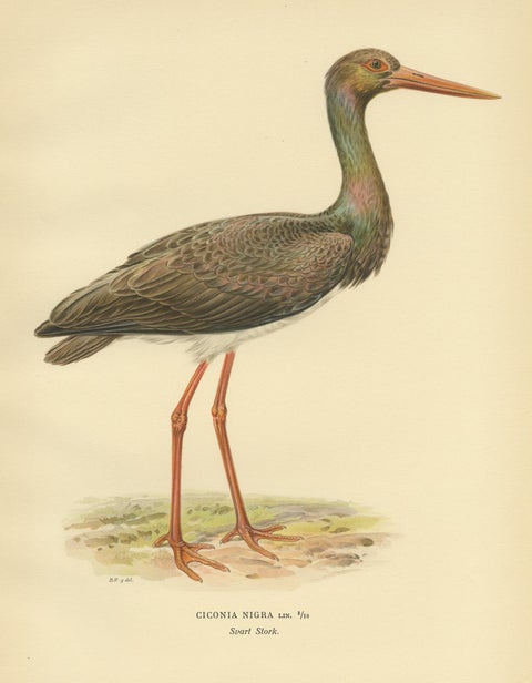 Antique Bird Print of the Black Stork by Von Wright '1929', view 4