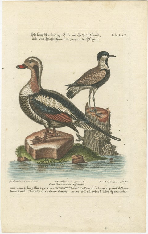 Engraving of the Long-Tailed Duck and Spur-Winged Lapwing by Seligmann, ca.1770, view 2