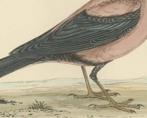 Rose Colored Pastor or Rosy Starling, Antique Hand Colored Print, 1896, close-up 2