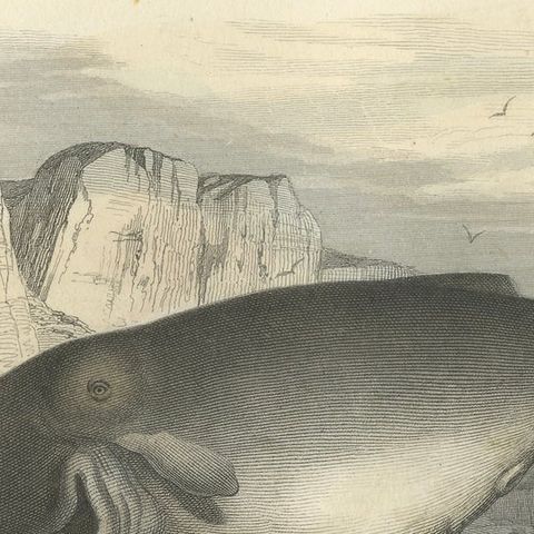 Le Cachalot Macrocéphale (Sperm Whale), Hand-Colored Engraving, 1840, close-up 4