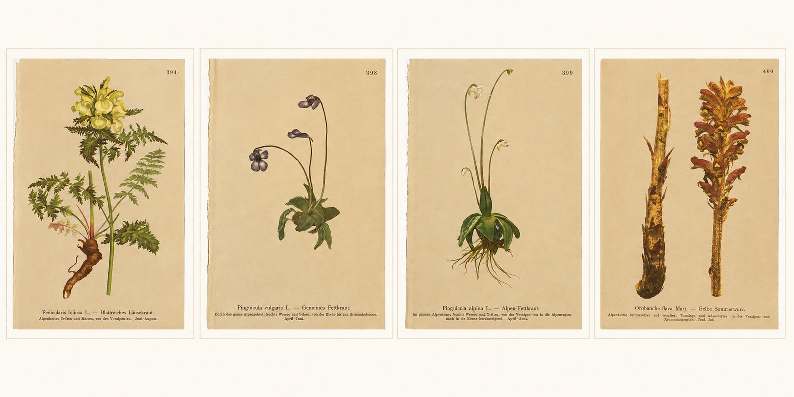 Antique Alpine Botanical Chromolithographs, Set of 4 Small Prints, Germany 1897
