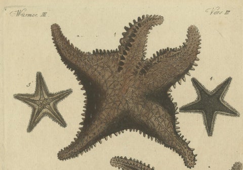 Antique Handcolored Engraving of Starfish and Marine Creatures, c.1800, close-up 3