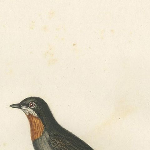 Antique Bird Print of a Whiskered Fantail by Vieillot '1807', close-up 1