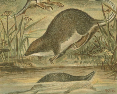 Web-Footed Shrews, Rare Antique Mammal Print, Victorian Zoology 1894, close-up 4