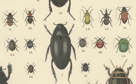 Beetles Print: Stag Beetle, Scarab, Longhorn & Jewel Beetles, Antique 1867, close-up 3