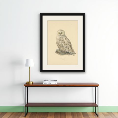 Arctic Owl (colour litho) by Magnus Ferdinand and Wilhelm von Wright, 1929, shown framed on a wall