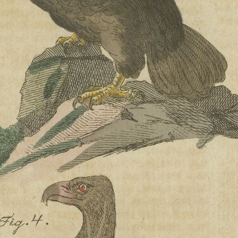 Eagles including the Bald Eagle, Antique Bertuch Print, circa 1805, close-up 3