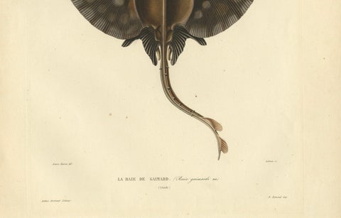 Rare Hand-Colored Antique Fish Print of the Gaimard's Ray, 1842, close-up 4