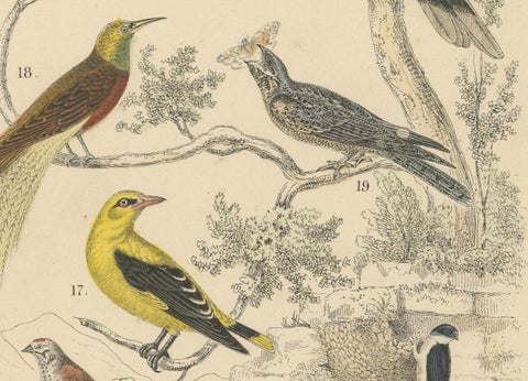 Songbirds & Tropical Birds Print: Hornbill, Bee-eater, Crow, Antique 1867, close-up 3