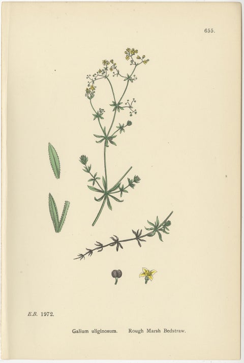 Set of 10 English Botanical Prints 1902, Galium & Asperula, Sowerby, view 4