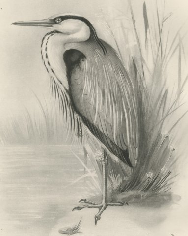 Gray Heron Standing by Reeds, Plate CL after Lilian Medland, c. 1909, close-up 1