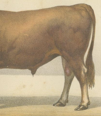 Garonnais Bull, French Cattle Breed, Antique Chromolithograph by Borie, 1863, close-up 3