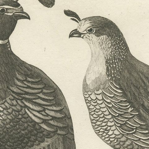 Antique Print of a Male and Female Partridge of California, close-up 1