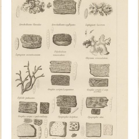 Antique Lichen Prints Set of 6, German Botanical Lithographs 1874, close-up 1
