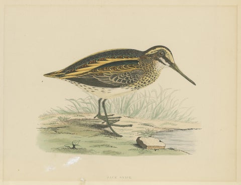 Original Antique Bird Print of a Jack Snipe, view 3